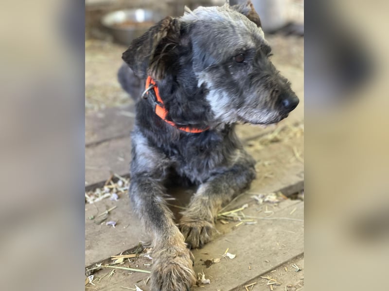 Nyx LM - Misstrauischer Einzelgänger sucht Menschen mit Erfahrung und Herz