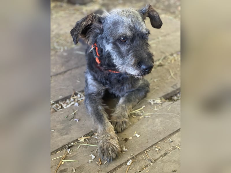 Nyx LM - Misstrauischer Einzelgänger sucht Menschen mit Erfahrung und Herz