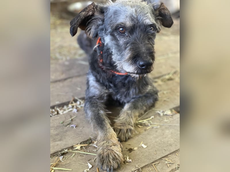 Nyx LM - Misstrauischer Einzelgänger sucht Menschen mit Erfahrung und Herz