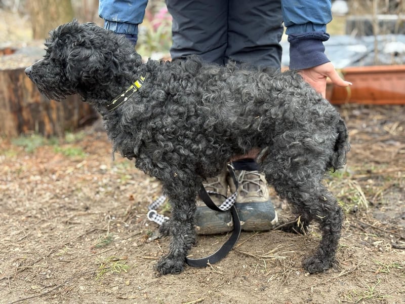 CSENDIKE (KK) – liebevolle Hundedame sucht ihr Glück