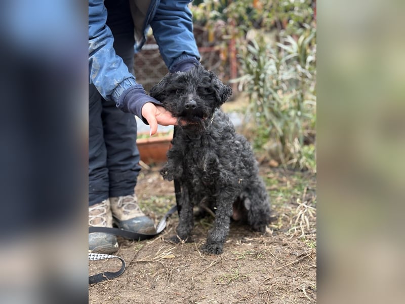 CSENDIKE (KK) – liebevolle Hundedame sucht ihr Glück