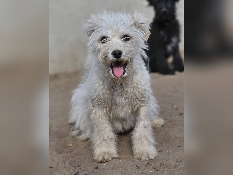 Flake liebt es, mittendrin zu sein