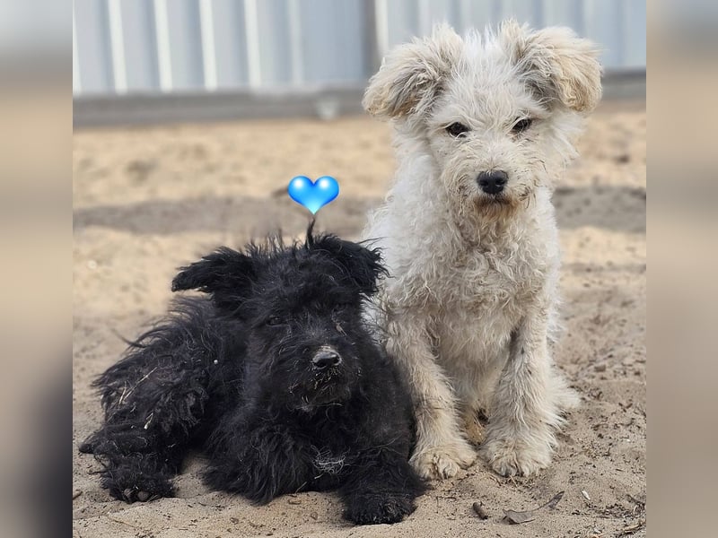 Flohkus entdeckt mit Begeisterung Neues