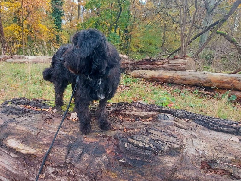 Rogella ist eine richtige Frohnatur (12621 Berlin)