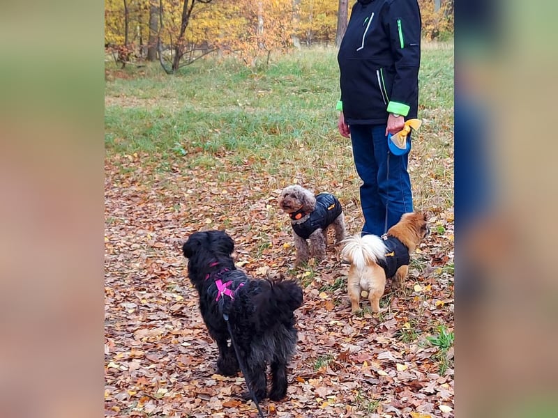 Rogella ist eine richtige Frohnatur (12621 Berlin)