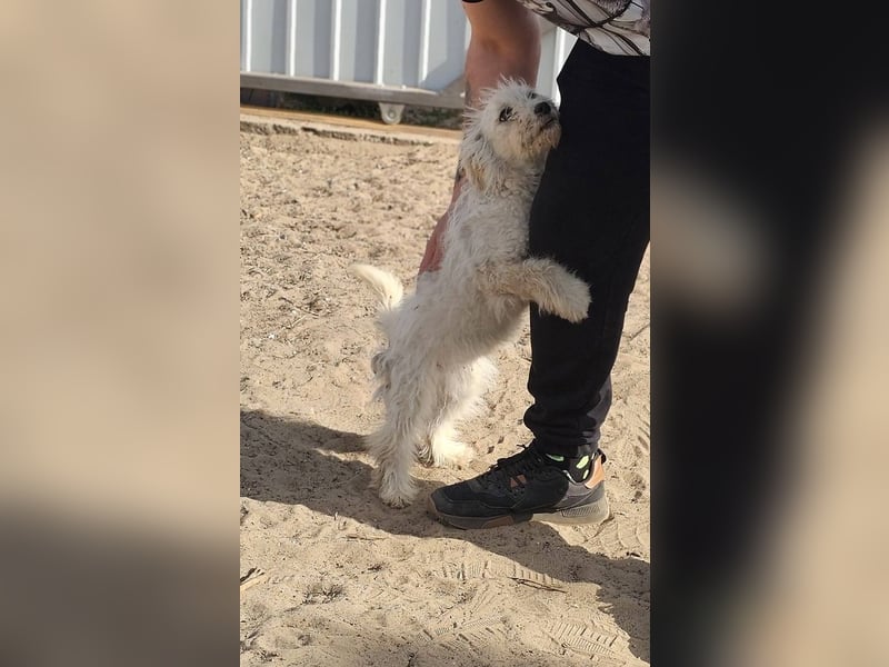 Flake liebt es, mittendrin zu sein