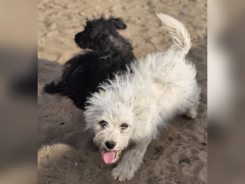 Flake liebt es, mittendrin zu sein