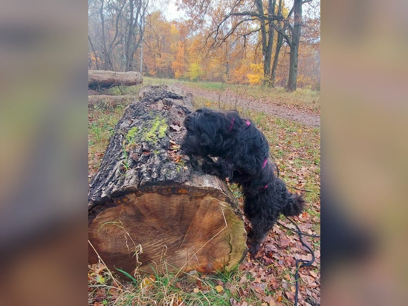 Rogella ist eine richtige Frohnatur (12621 Berlin)