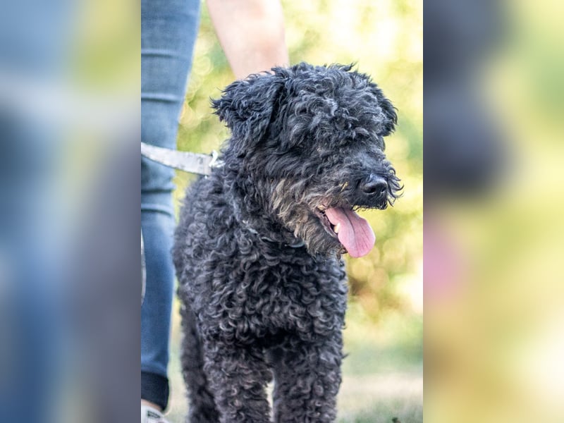 Emma, fröhliche Puli/Pumimixhündin, ca. 3 Jahre, ca. 40 cm, ca. 12 kg *in 47198 Duisburg*