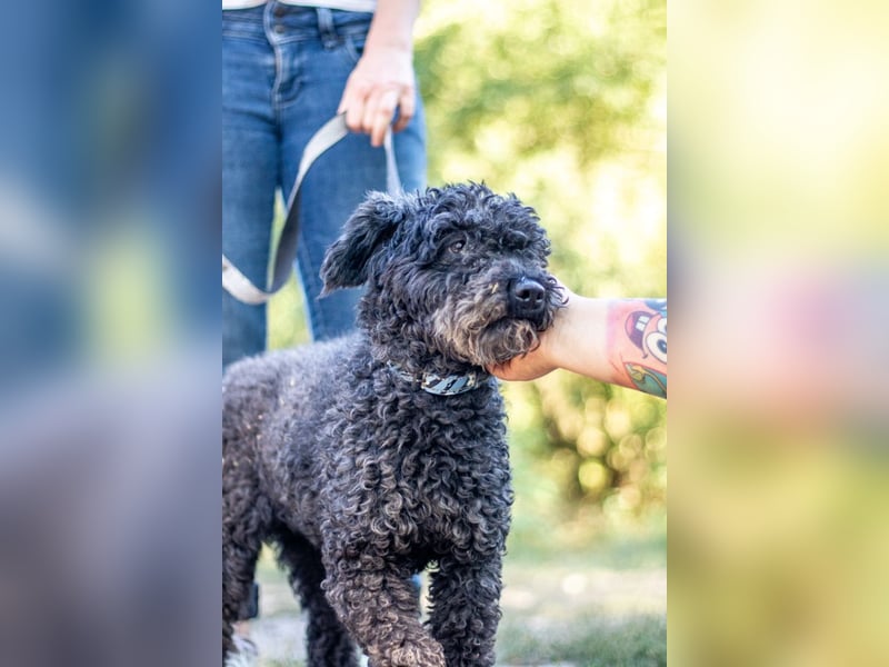 Emma, fröhliche Puli/Pumimixhündin, ca. 3 Jahre, ca. 40 cm, ca. 12 kg *in 47198 Duisburg*