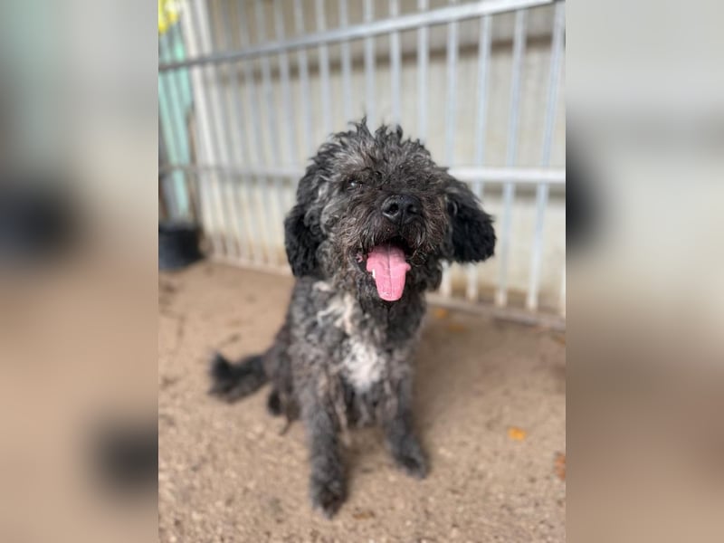 Bogancs, Puli-Mix, Rüde, geb. am 28.04.2011, 45 cm -Notfall-