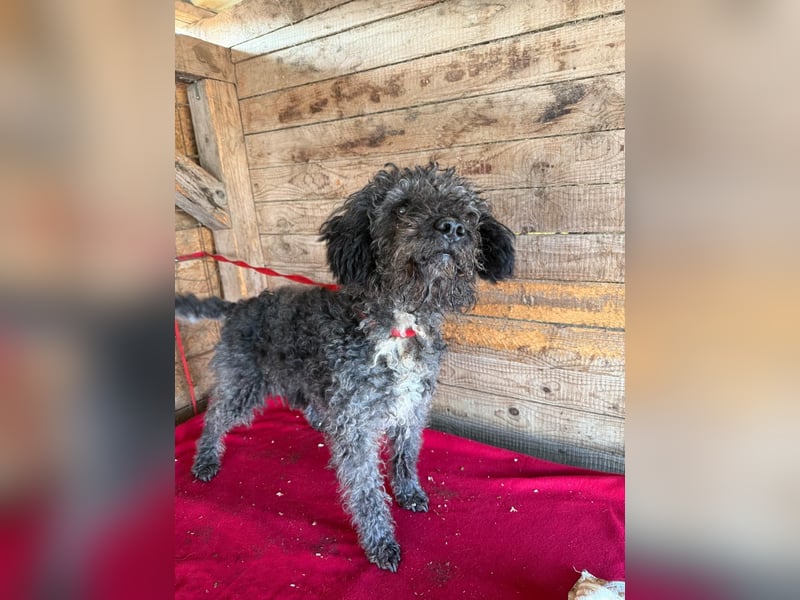 Bogancs, Puli-Mix, Rüde, geb. am 28.04.2011, 45 cm -Notfall-