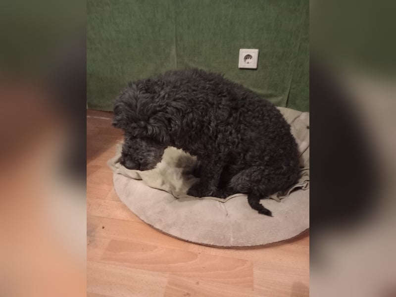 Borneo, Puli, Rüde, geb. am 18.02.2019, 45 cm,