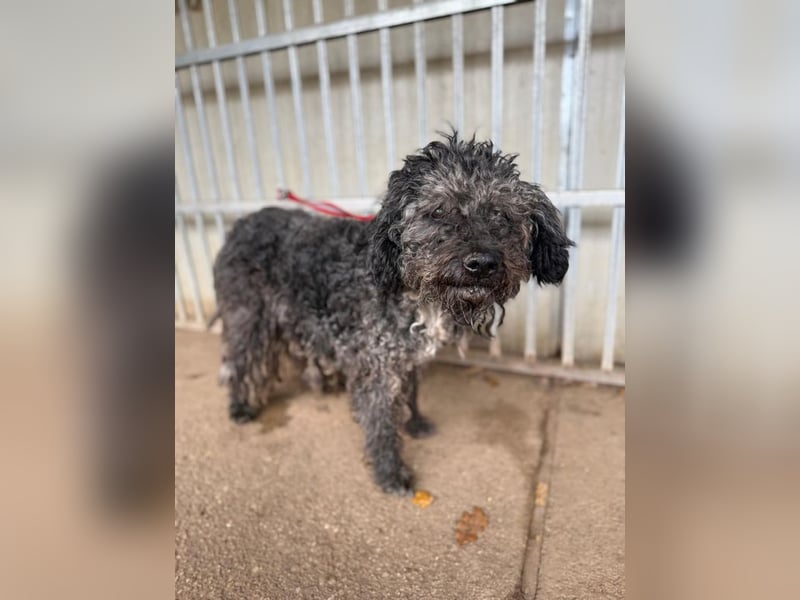 Bogancs, Puli-Mix, Rüde, geb. am 28.04.2011, 45 cm -Notfall-