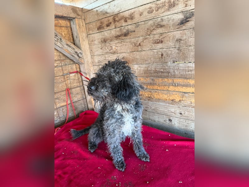 Bogancs, Puli-Mix, Rüde, geb. am 28.04.2011, 45 cm -Notfall-