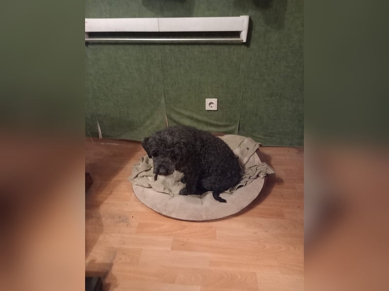 Borneo, Puli, Rüde, geb. am 18.02.2019, 45 cm,