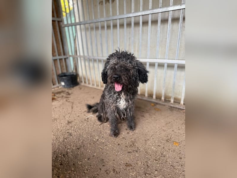 Bogancs, Puli-Mix, Rüde, geb. am 28.04.2011, 45 cm -Notfall-