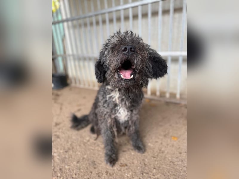 Bogancs, Puli-Mix, Rüde, geb. am 28.04.2011, 45 cm -Notfall-