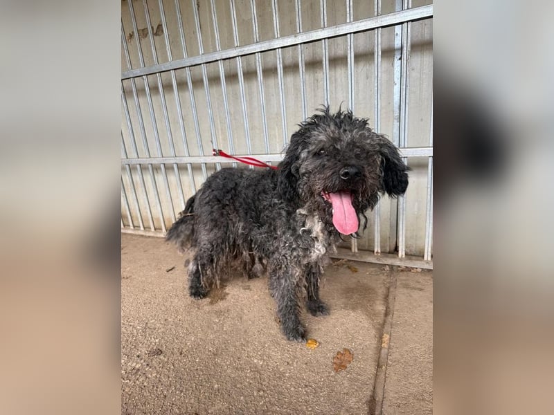 Bogancs, Puli-Mix, Rüde, geb. am 28.04.2011, 45 cm -Notfall-