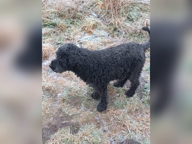 Borneo, Puli, Rüde, geb. am 18.02.2019, 45 cm,
