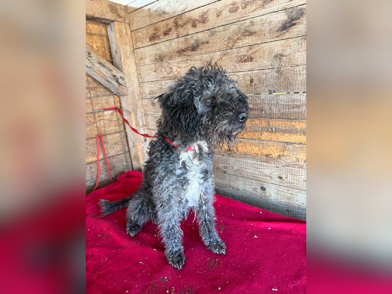 Bogancs, Puli-Mix, Rüde, geb. am 28.04.2011, 45 cm -Notfall-