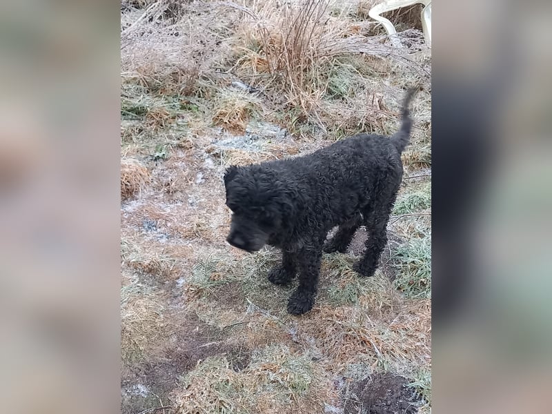 Borneo, Puli, Rüde, geb. am 18.02.2019, 45 cm,