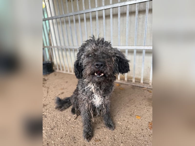 Bogancs, Puli-Mix, Rüde, geb. am 28.04.2011, 45 cm -Notfall-