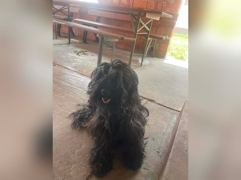 Alfi, Puli-Mix, Rüde, ca. 4 Jahre, ca. 45 cm