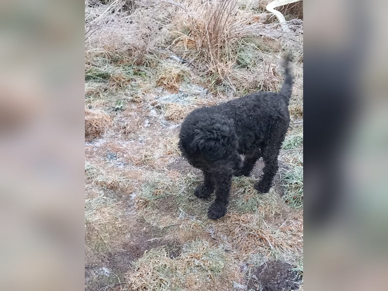 Borneo, Puli, Rüde, geb. am 18.02.2019, 45 cm,