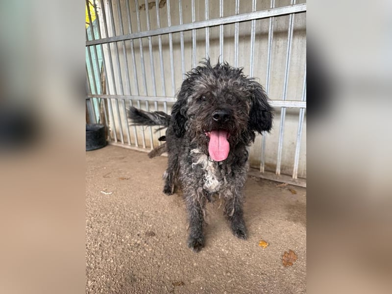 Bogancs, Puli-Mix, Rüde, geb. am 28.04.2011, 45 cm -Notfall-