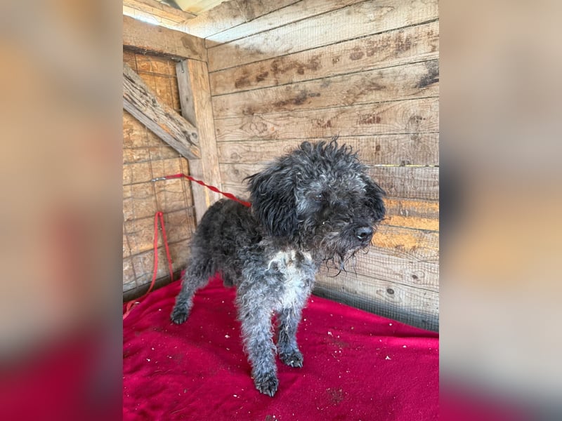 Bogancs, Puli-Mix, Rüde, geb. am 28.04.2011, 45 cm -Notfall-