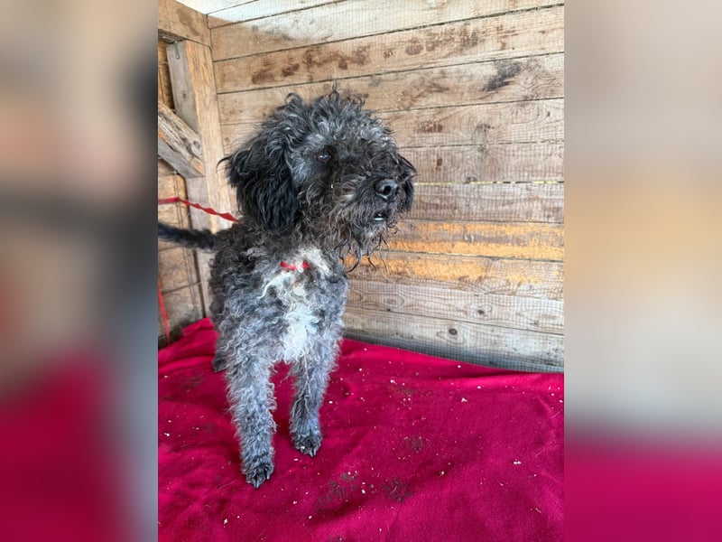 Bogancs, Puli-Mix, Rüde, geb. am 28.04.2011, 45 cm -Notfall-