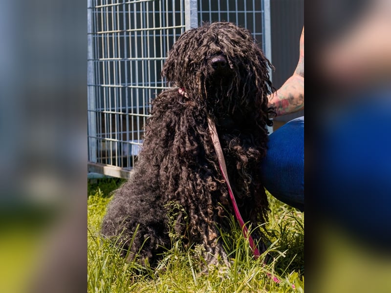 Tücsök, lieber Puli-Mischling sucht ein Zuhause