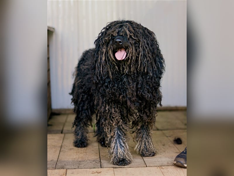 Tücsök, lieber Puli-Mischling sucht ein Zuhause