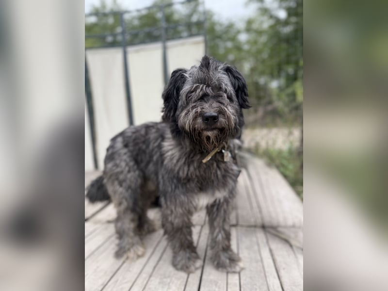 BUBBLE - Noch etwas unsicherer, kleiner Puli-Mix Rüde sucht ruhiges Zuhause