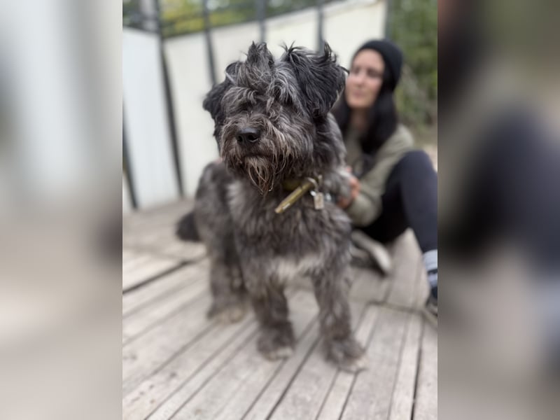 BUBBLE - Noch etwas unsicherer, kleiner Puli-Mix Rüde sucht ruhiges Zuhause