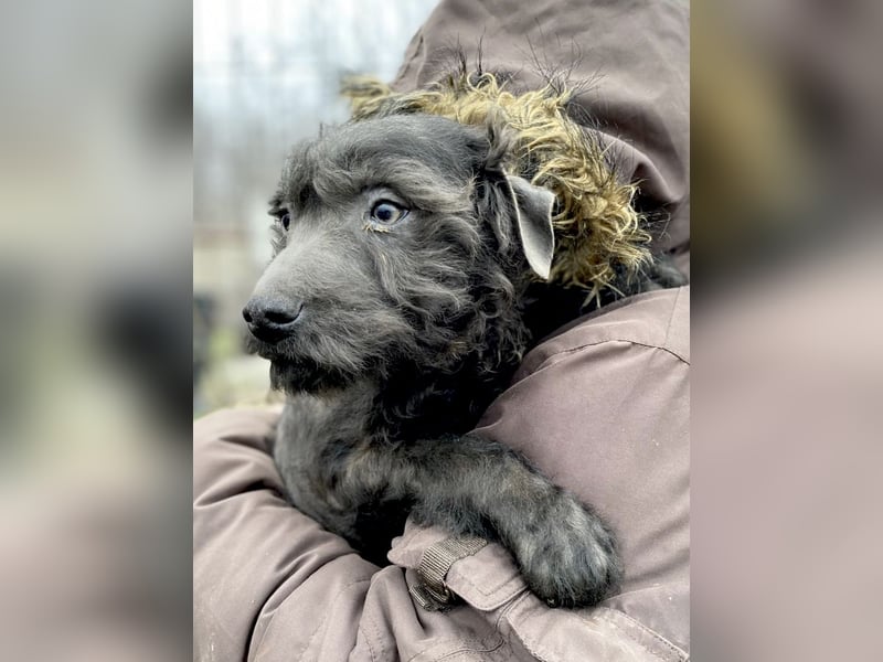 LEO - Kleiner Puli-Mix, allergikerfreundlich, sucht ein liebevolles Für-immer-Zuhause