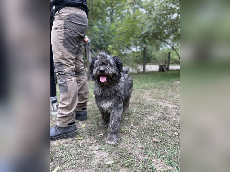 BUBBLE - Noch etwas unsicherer, kleiner Puli-Mix Rüde sucht ruhiges Zuhause
