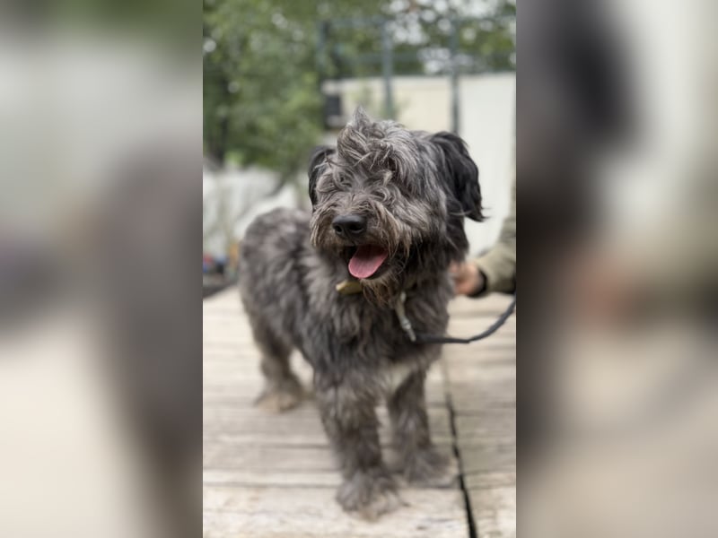 BUBBLE - Noch etwas unsicherer, kleiner Puli-Mix Rüde sucht ruhiges Zuhause
