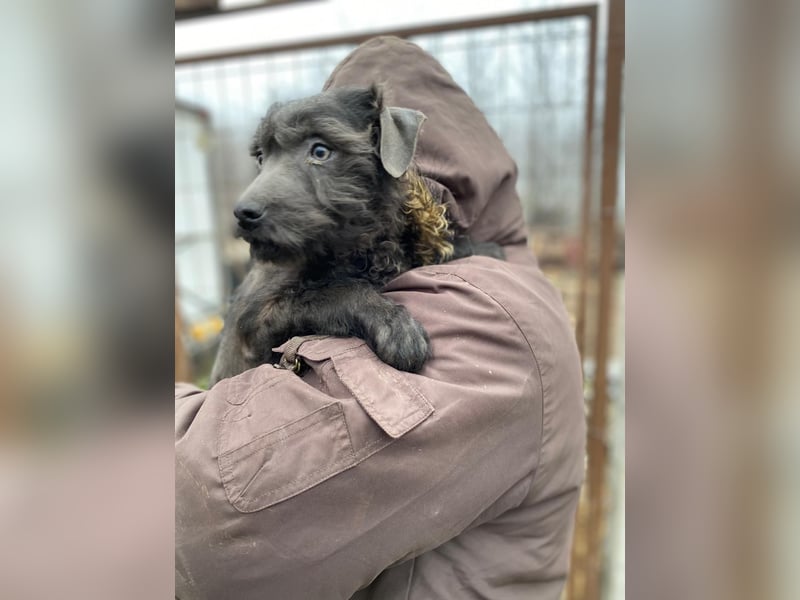 LEO - Kleiner Puli-Mix, allergikerfreundlich, sucht ein liebevolles Für-immer-Zuhause