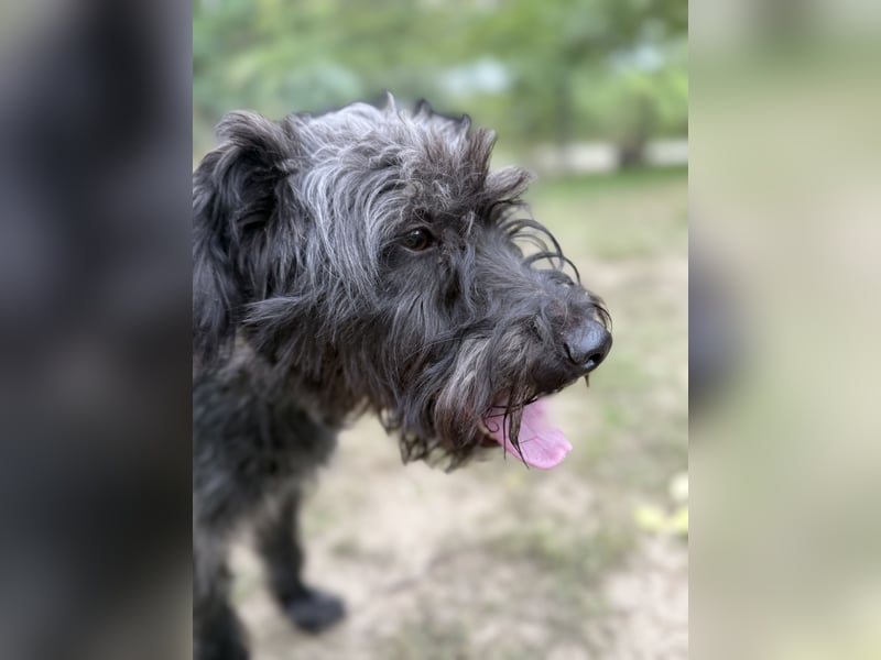 BUBBLE - Noch etwas unsicherer, kleiner Puli-Mix Rüde sucht ruhiges Zuhause