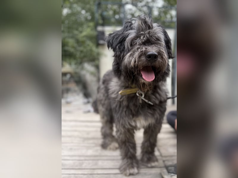 BUBBLE - Noch etwas unsicherer, kleiner Puli-Mix Rüde sucht ruhiges Zuhause