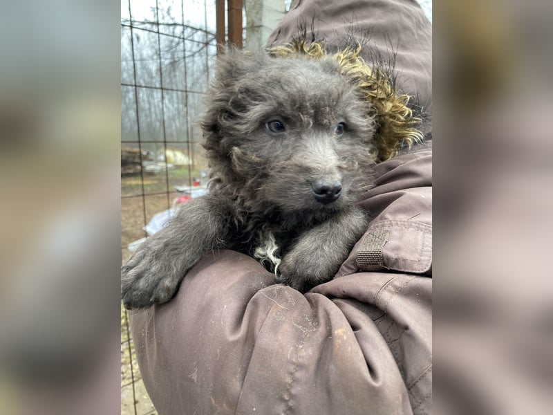 FINN - Puli-Mix Welpe, allergikerfreundlich, mit grünen Augen sucht ein Zuhause voller Liebe