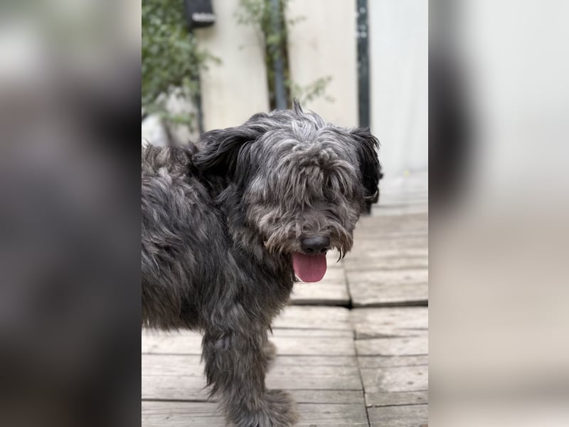 BUBBLE - Noch etwas unsicherer, kleiner Puli-Mix Rüde sucht ruhiges Zuhause