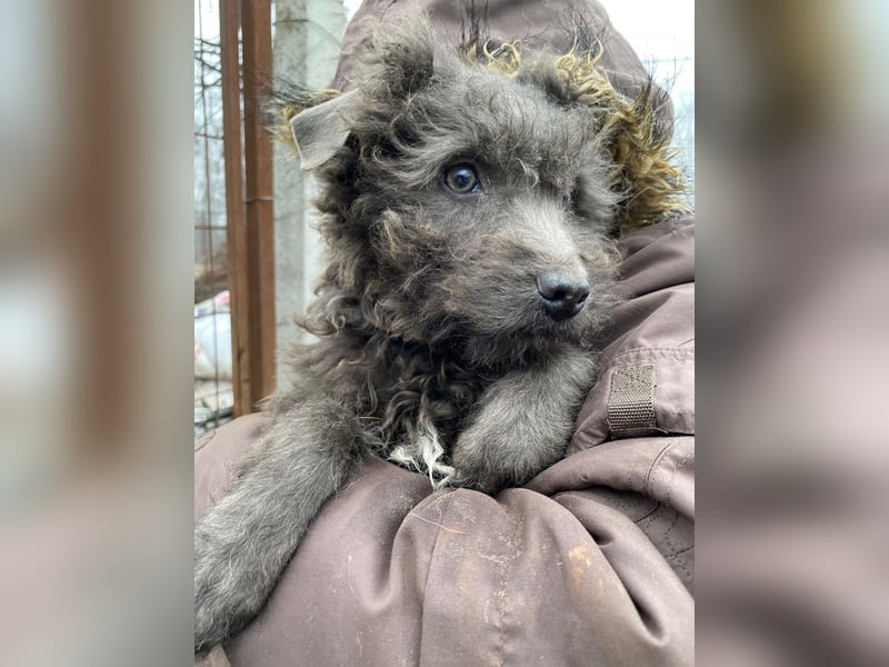 FINN - Puli-Mix Welpe, allergikerfreundlich, mit grünen Augen sucht ein Zuhause voller Liebe