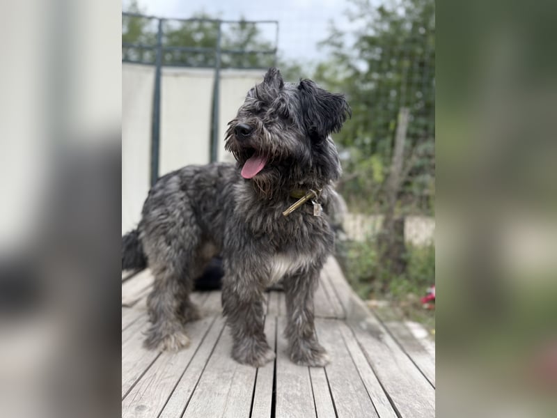 BUBBLE - Noch etwas unsicherer, kleiner Puli-Mix Rüde sucht ruhiges Zuhause