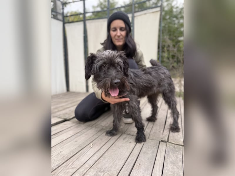 BUBBLE - Noch etwas unsicherer, kleiner Puli-Mix Rüde sucht ruhiges Zuhause