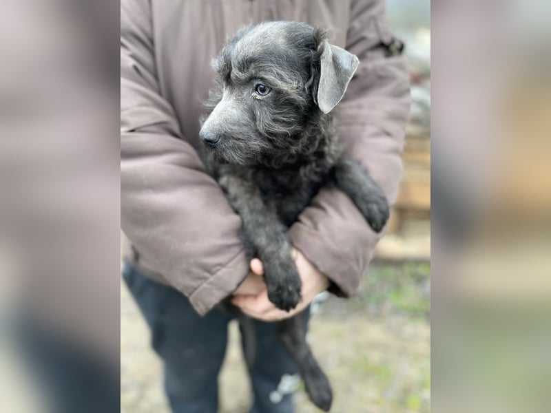 LEO - Kleiner Puli-Mix, allergikerfreundlich, sucht ein liebevolles Für-immer-Zuhause