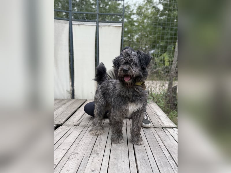 BUBBLE - Noch etwas unsicherer, kleiner Puli-Mix Rüde sucht ruhiges Zuhause