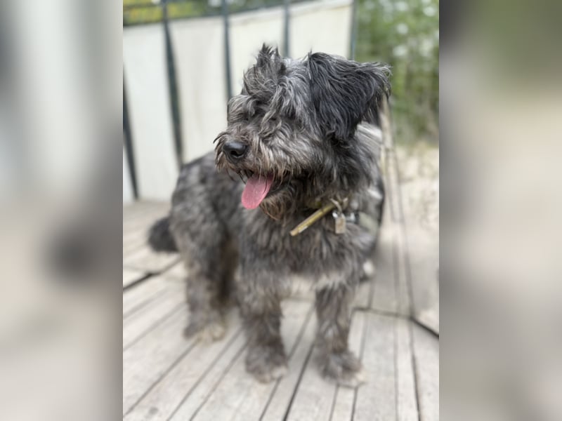 BUBBLE - Noch etwas unsicherer, kleiner Puli-Mix Rüde sucht ruhiges Zuhause